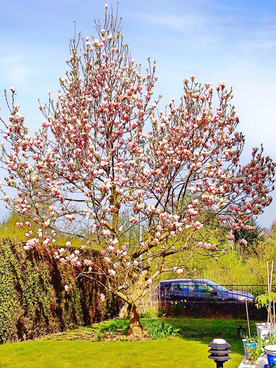 Blühender Baum im Garten der Ferienwohnung